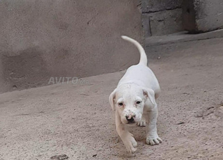 Dogo argentino 