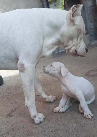 Dogo argentino  - 2