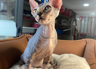 chaton sphynx