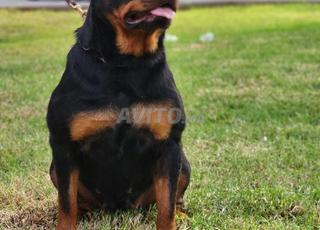 أنثى روتويلر ذات نسب