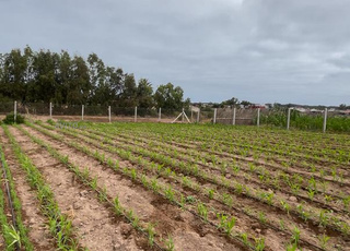 ارض مساحتها1000متر  صالحة للبناء