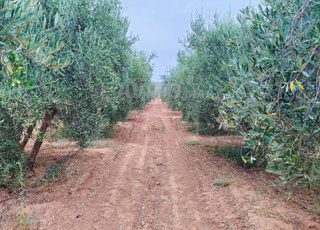 Ferme de 12.2 Hectares d'oliviers en production 