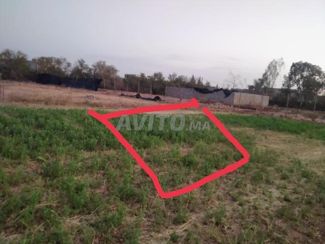 بقعة أرضية همزة 80 متر