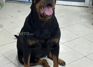 femelle rottweiller