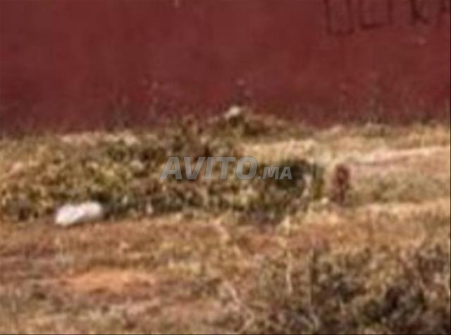 أرض تجارية بالإضافة إلى ثلاثة طوابق - 2