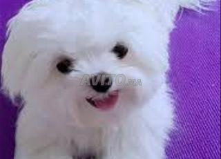 bichon maltais chiot