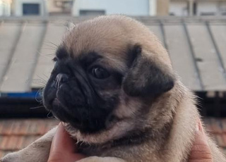 carlin pug chiot