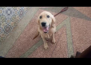 golden retriever chiot