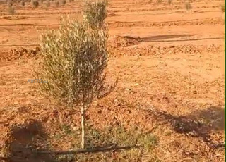 ارض فلاحية سقوية مشجرة باازيتون