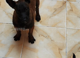 تسلطانت هبيشات 