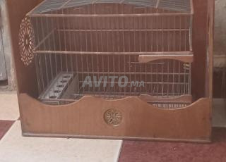 قفز كبير بي لفوندا ديلو او فوندا بلا قفز نفس لعبار