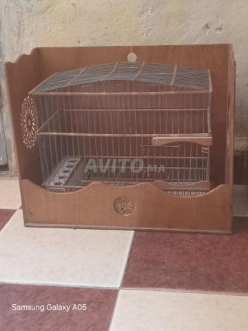 قفز كبير بي لفوندا ديلو او فوندا بلا قفز نفس لعبار