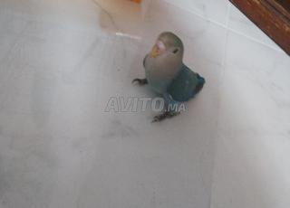 طفل عصفور الروز