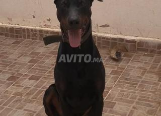 Doberman bien dresse race pure 