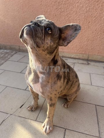 Female French Bulldog 