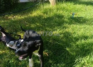 كلب هجين مالينوى وأرجونتان