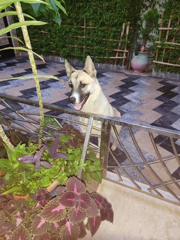 dog mâle 7 mois 