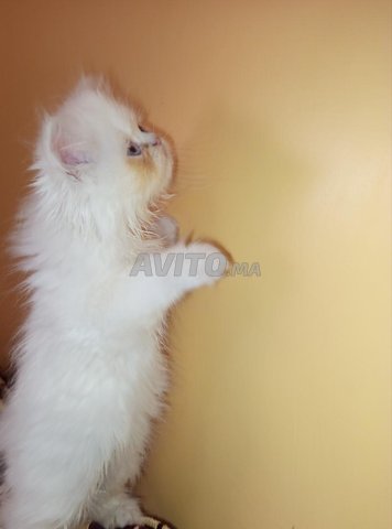 chat persan 