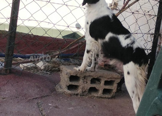 Chasse braque pointer 