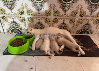 قطط سيامية هيمالايا