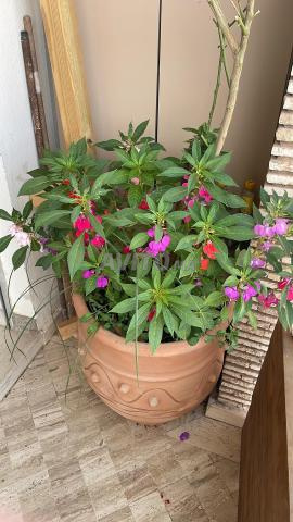 Appartement à louer 60 m² à Agadir