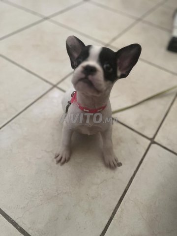 buldog français femelle