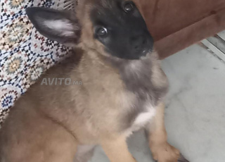 كلبة صغيرة  للبيع