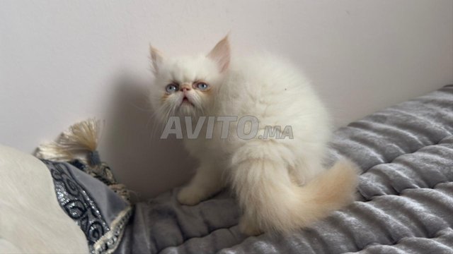 chaton persan