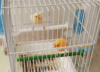 couple canari a vendre 