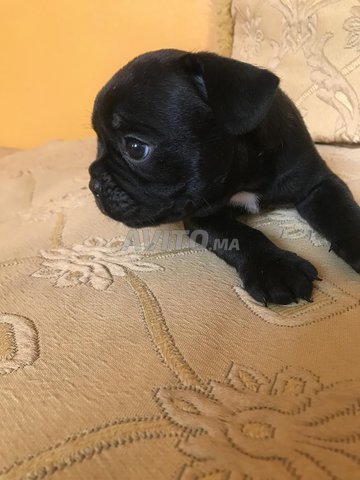 des chiots bulldog francais