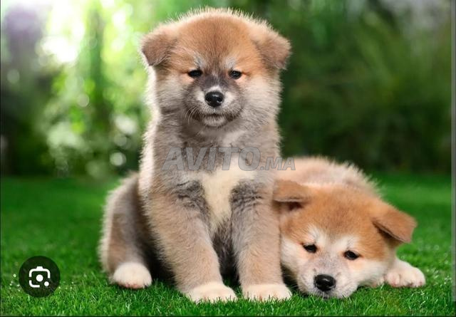 des chiots Akita inu de race japonaise. - 2