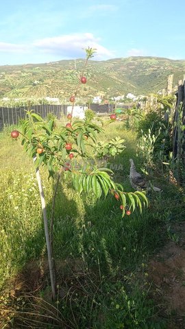 ارض ممتازة للبيع 1000 متر مربع جوج دلواجهات