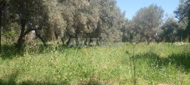 Terrasse 2,5ha titré zone villas Rte d'ourika 