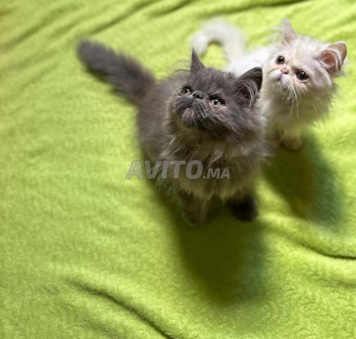 Chat perssan race pur