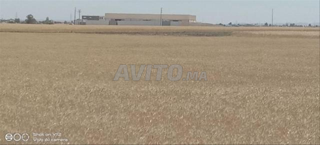 Terrain agricole à vendre sur la route de Gara (Benslimane) - 2
