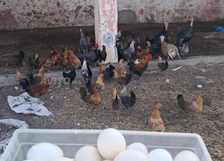 بيض مخصب لخليط السلالات والجودة بالضمان