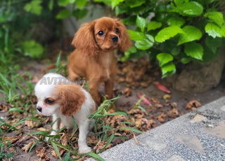 Cavalier rubi inucolore