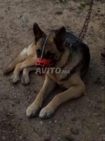 femmelle berger allemand 