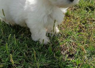 bono mâle tout mignon 