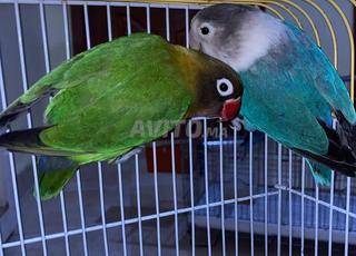 قفص بذكر و انثى الفيشر للبيع