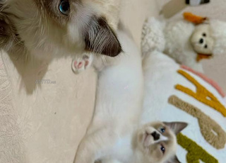 حي السلا -اكادير 