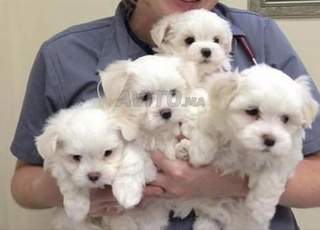 puppy bichon maltais 