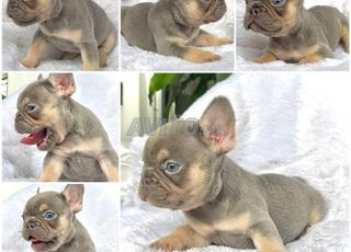 Male bulldog lilac tan