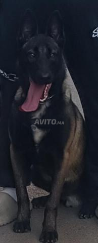      malinois male première rasse  - 2