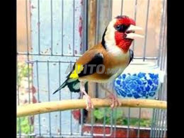 coupleur chardonnay widani 2023