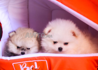 Magnifiques chiots loulou de poméranie nain