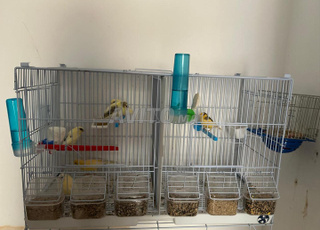 oiseau canari 150 chacun 