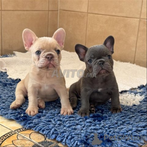 bulldog francais pedigree
