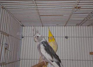 زوج كوكتيل مع القفص والصندوق التعشيش 