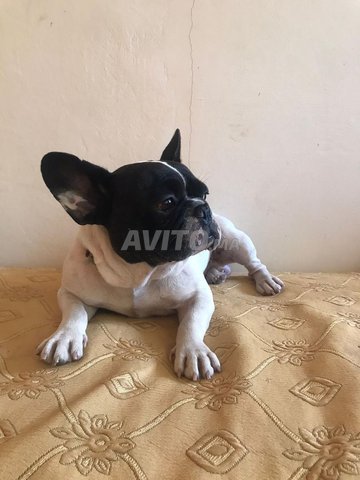 Bulldog français 
